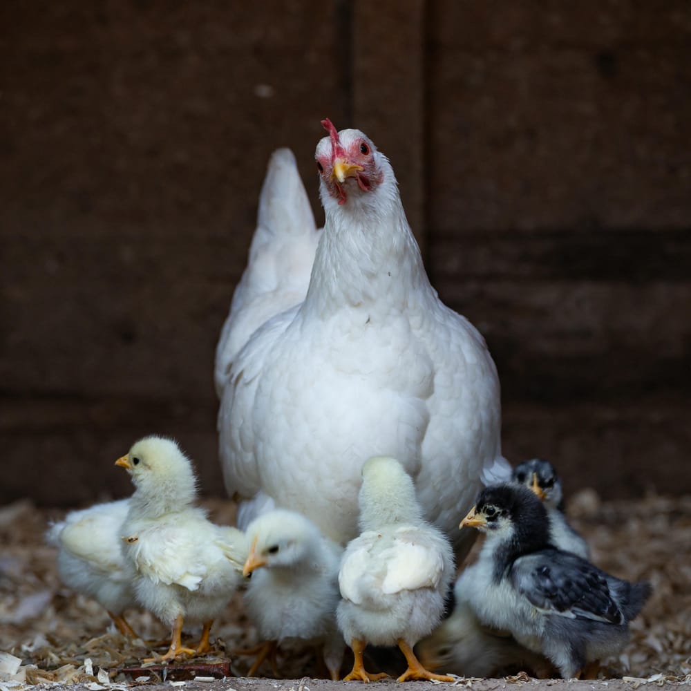 A white Frizzle hen, standing in her coop surrounded by 7 chicks.