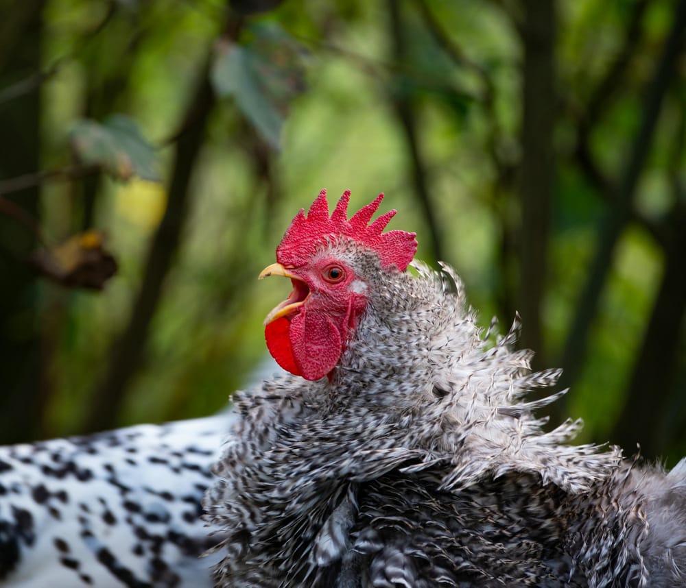 A male Frizzle crowing, backlit slightly by the setting October sun. The back of an Appenzeller Spitzhauben is in the background.