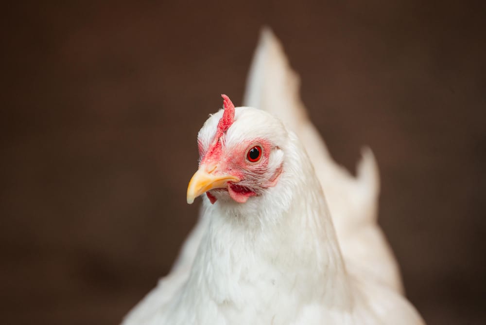 The chick-surrounded female Frizzle, but filling more of the frame