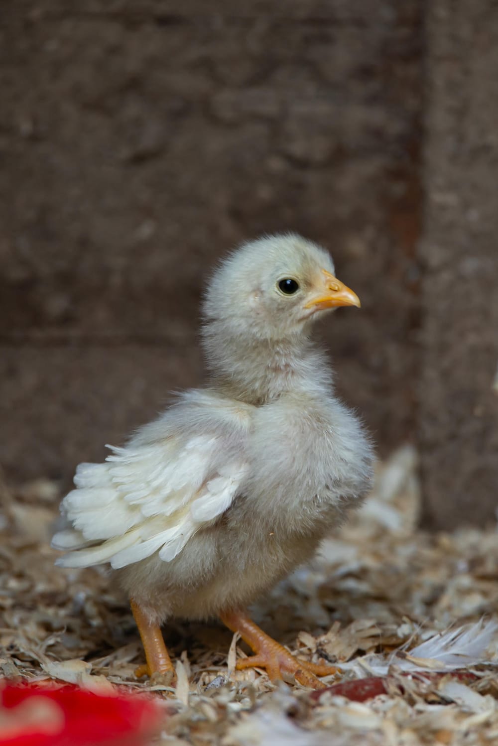 A Frizzle chick looking about as dinosour-like as I've ever seen chickens look