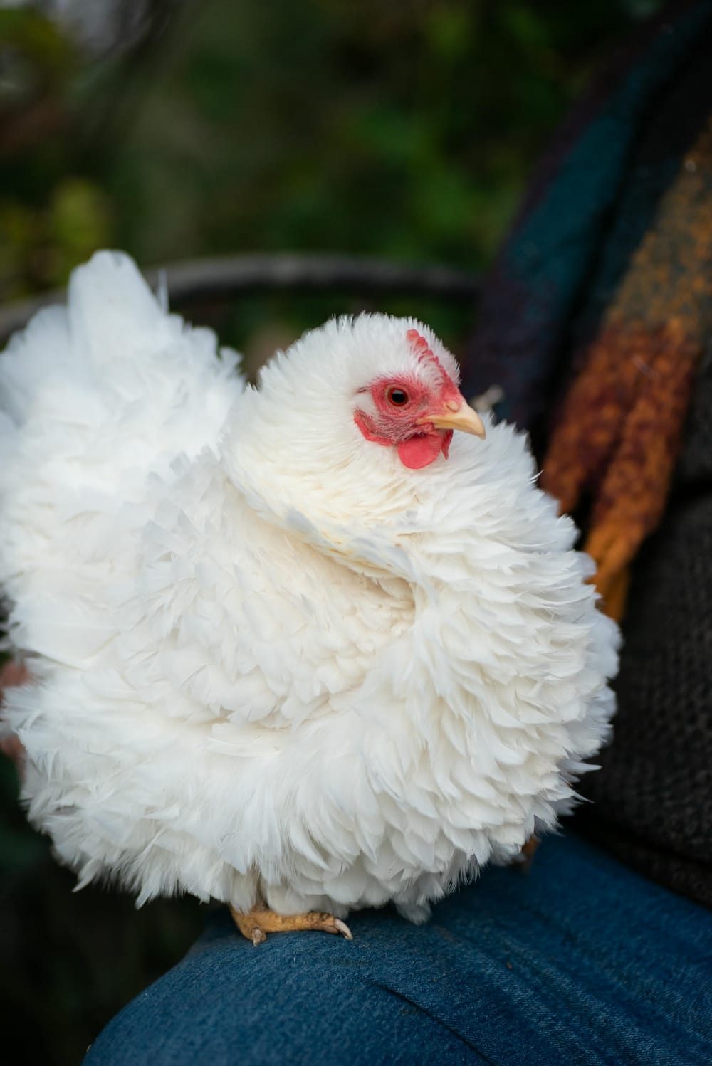 A female Frizzle sitting on my friend's lap, showcasing their docile, friendly nature.